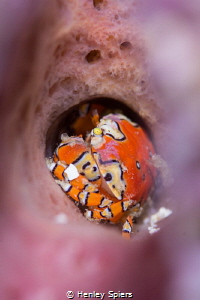 Caribbean Macro All-Star - the Gaudy Clown Crab by Henley Spiers 